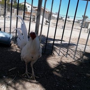 Meet your Posher, Misael